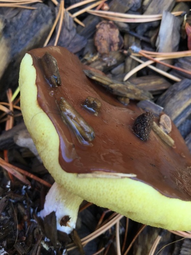 iNaturalist observation photo of Short-stalked Suillus