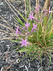 Tulbaghia violacea