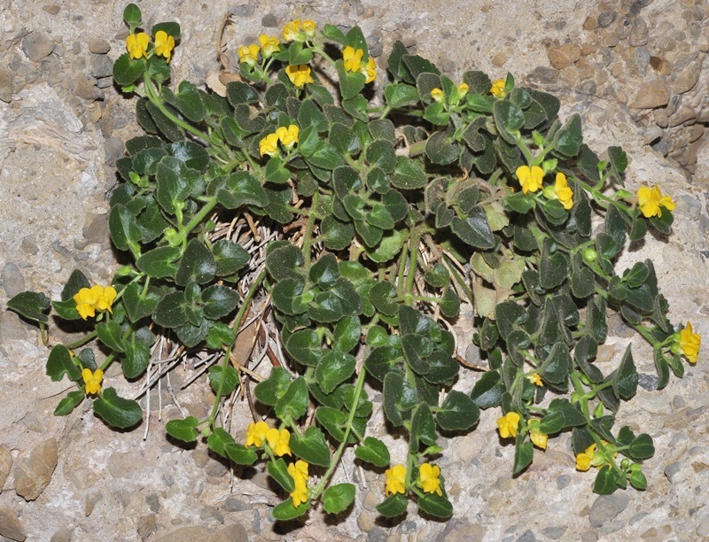 Gadoria