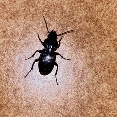 Pterostichus melas