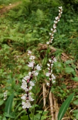 Polygonum jucundum