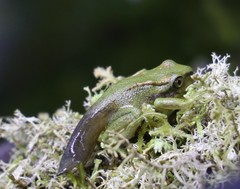 Hylorina sylvatica