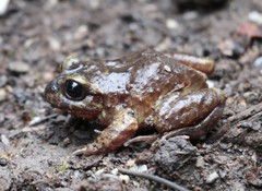 Eupsophus emiliopugini