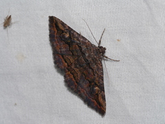 Zaleops umbrina