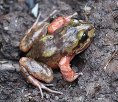 Eupsophus emiliopugini