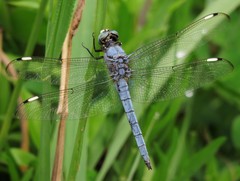 Libellula comanche
