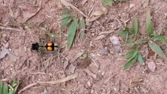 Hoplomutilla spinosa