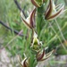 Prasophyllum pallens - Photo (c) Chris Jonkers,  זכויות יוצרים חלקיות (CC BY-NC), הועלה על ידי Chris Jonkers