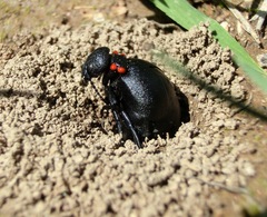 Physomeloe corallifer