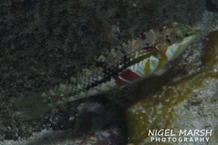 Halichoeres nebulosus