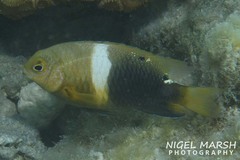 Chrysiptera biocellata