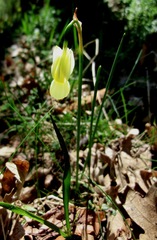 Narcissus triandrus pallidulus