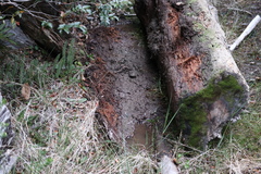 Eupsophus emiliopugini