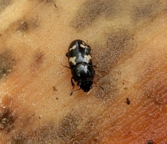 Glischrochilus quadriguttatus