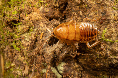 Celatoblatta vulgaris