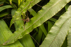 Forsteropsalis pureora