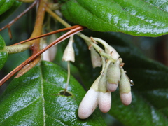 Styrax argenteus ramirezii