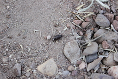 Coleoptera