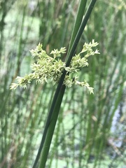 Juncus amabilis