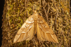 Chalastra aristarcha