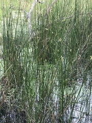 Juncus amabilis