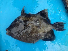 Pseudobalistes naufragium