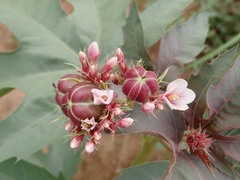 Jatropha macrorhiza