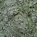 Peppermint Drop Lichens - Photo (c) Richard Droker, some rights reserved (CC BY-NC-ND)
