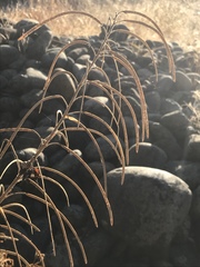 Boechera sparsiflora