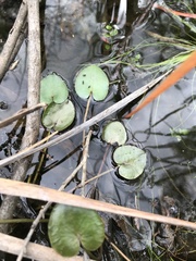 Ornduffia reniformis