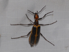 Pyrota obliquefascia