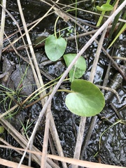 Ornduffia reniformis