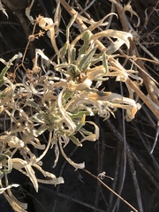 Boechera sparsiflora