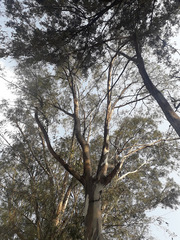 Eucalyptus globulus