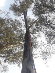 Eucalyptus globulus