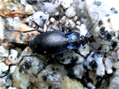Carabus guadarramus