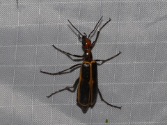 Pyrota obliquefascia