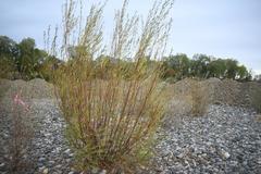 Salix melanopsis