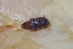 Carpophilus hemipterus