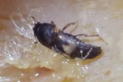 Carpophilus hemipterus