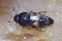 Carpophilus hemipterus