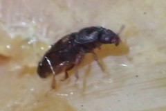 Carpophilus hemipterus