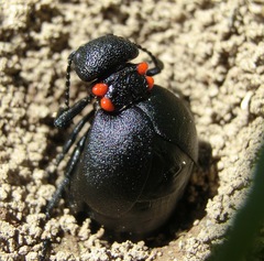 Physomeloe corallifer