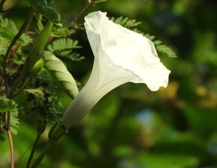 Ipomoea scopulorum
