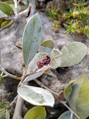 Conocarpus