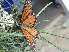 Danaus plexippus