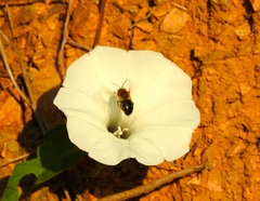 Ipomoea scopulorum