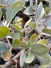 Conocarpus