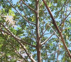 Pterocarya stenoptera