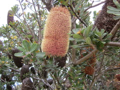 Banksia praemorsa